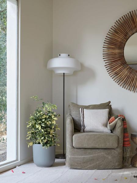 Schefflera Gold Capella - Nouvelle