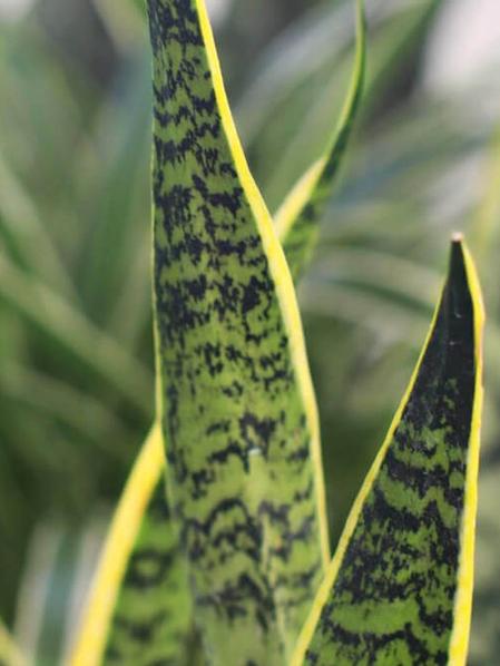 Snake Plant - Scandinavian