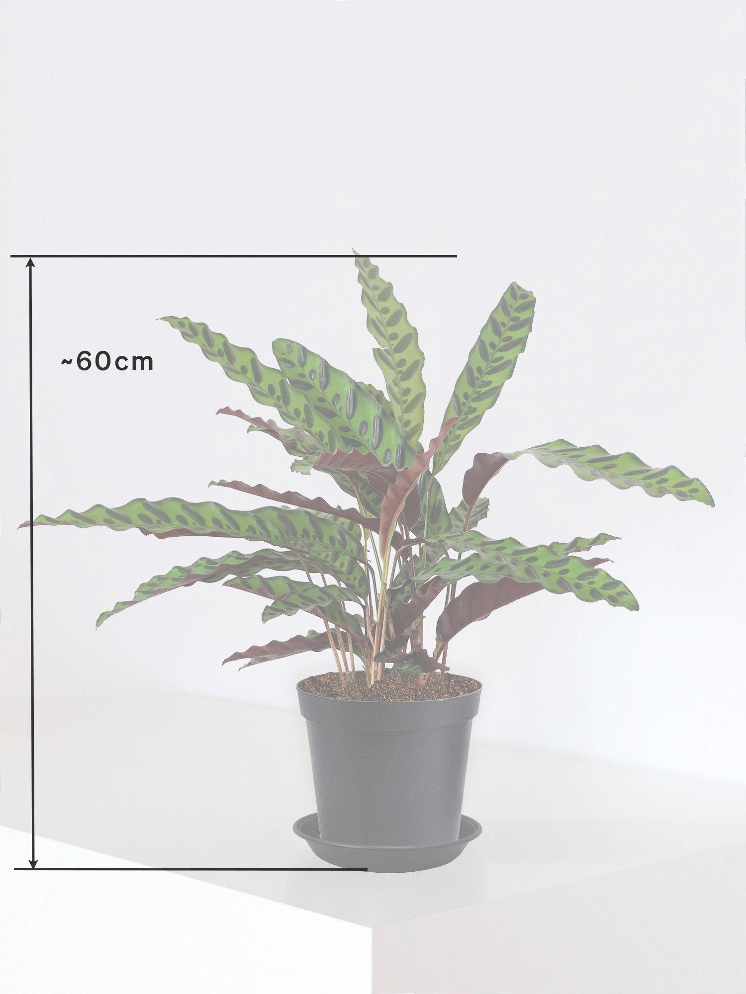 Taill Calathea Paon de Rio 60cm