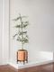 Black Olive Tree