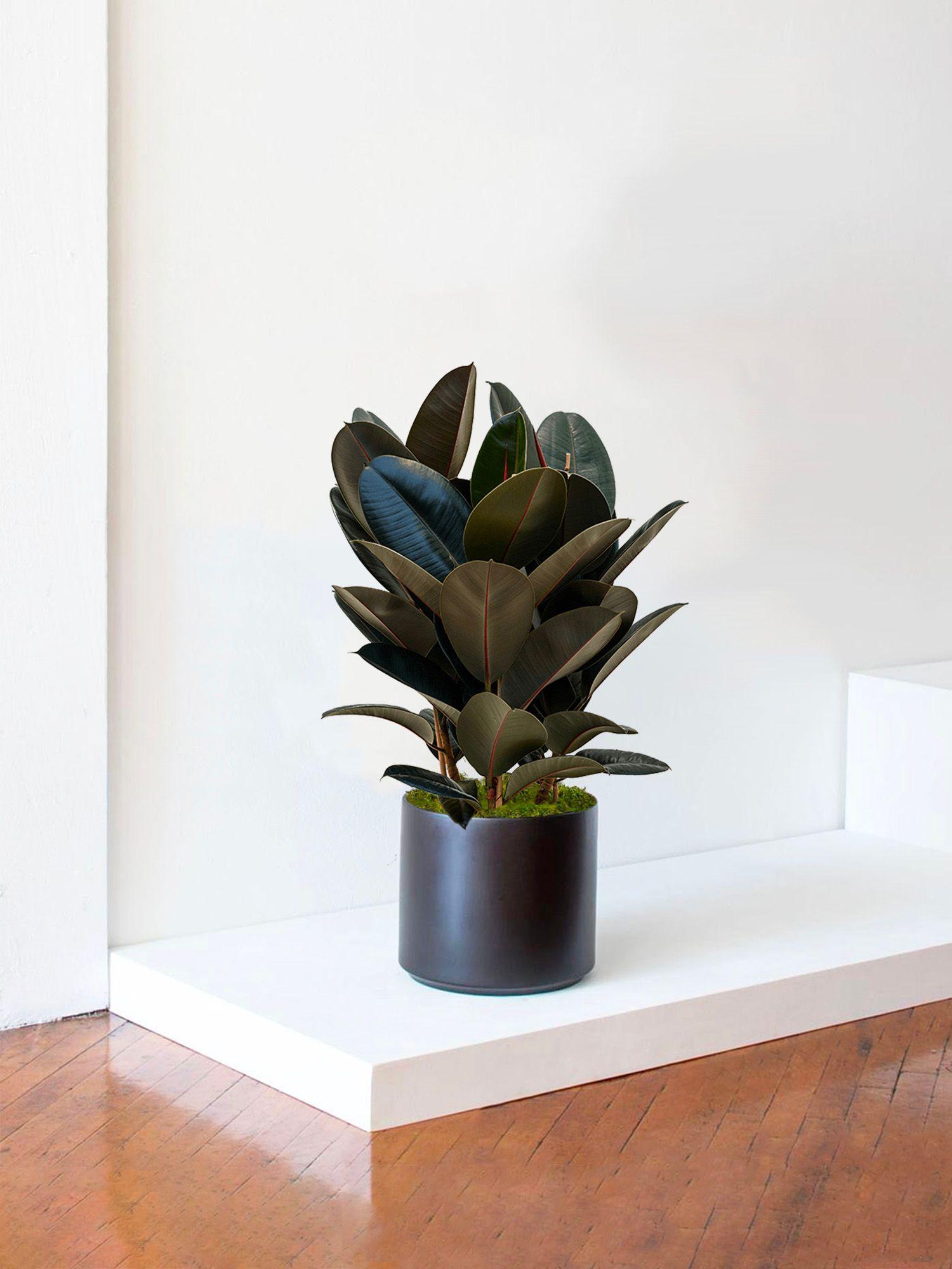 Ficus Elastica Abidjan