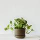 N'joy Pothos