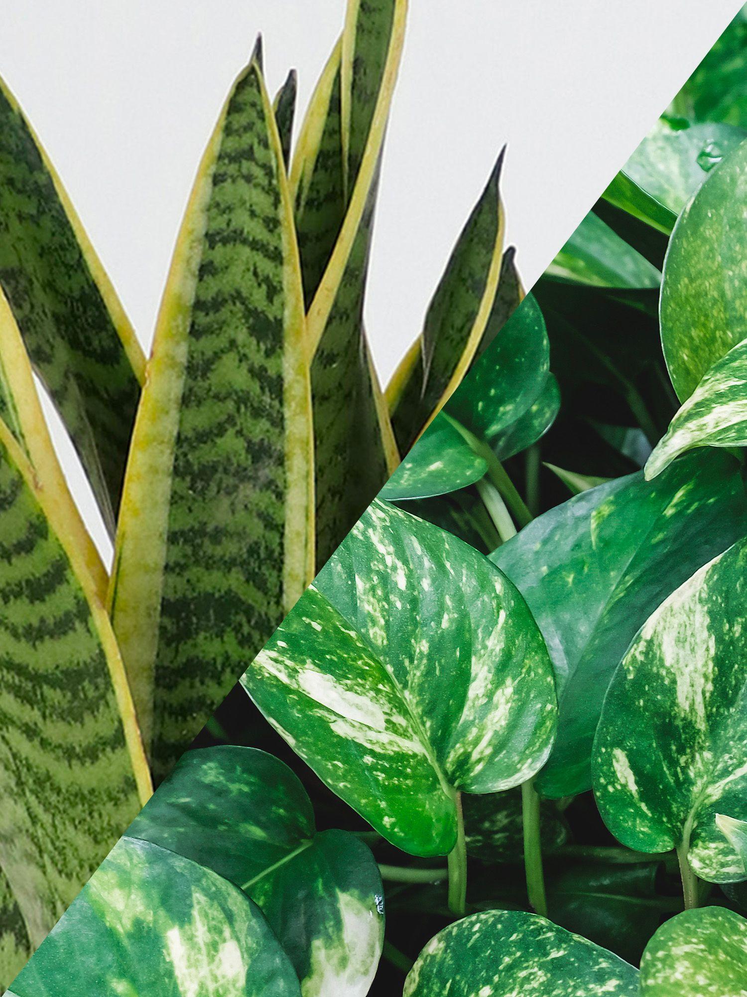 Duo Pothos Cascade X Sansevieria Laurentii