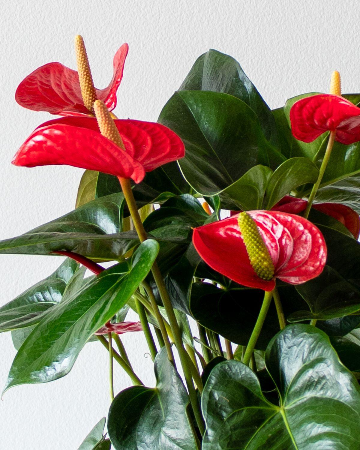 King of Hearts Anthurium Medium (1-2 ft tall) – White Mid-Century ...