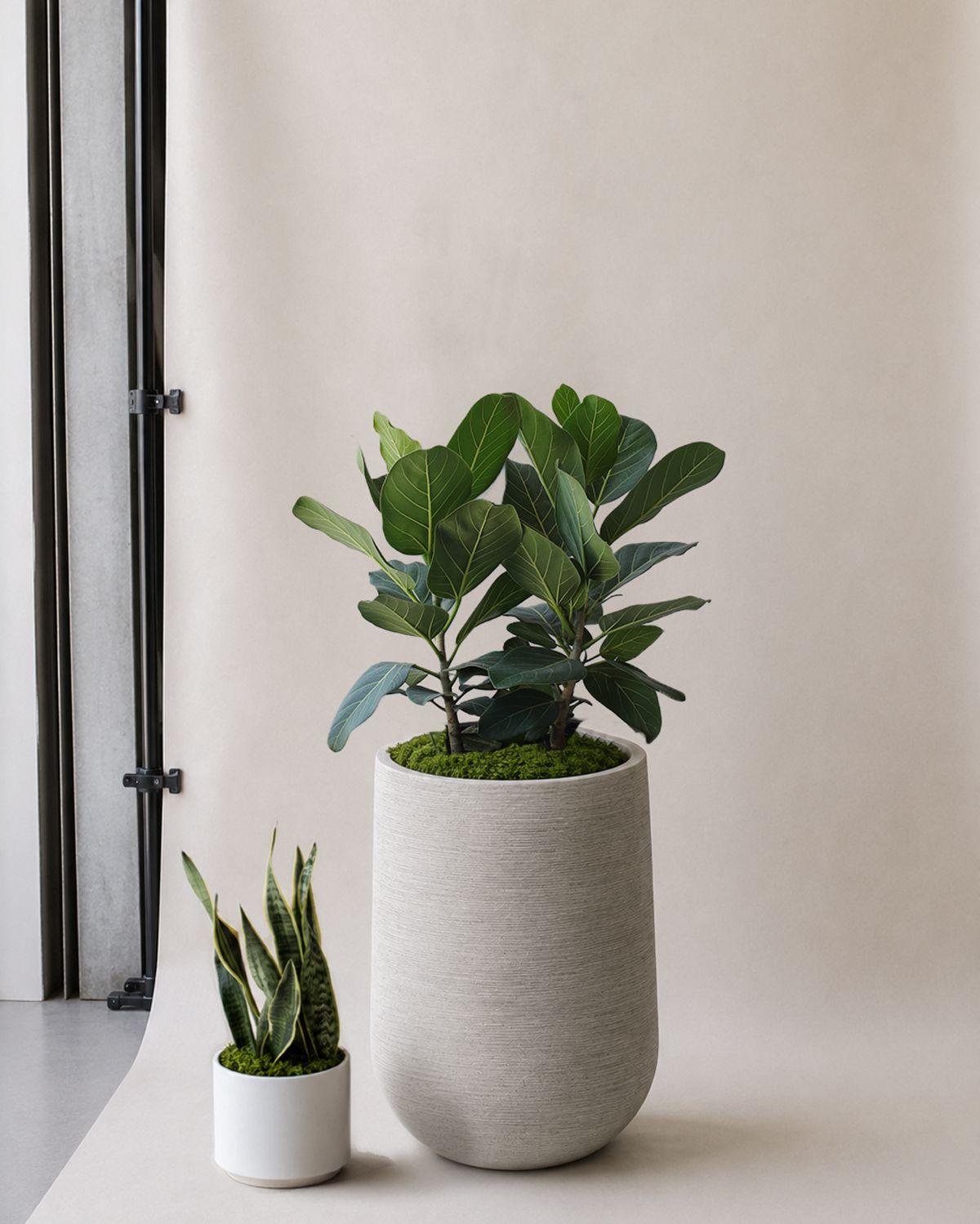 Ficus Audrey scale image
