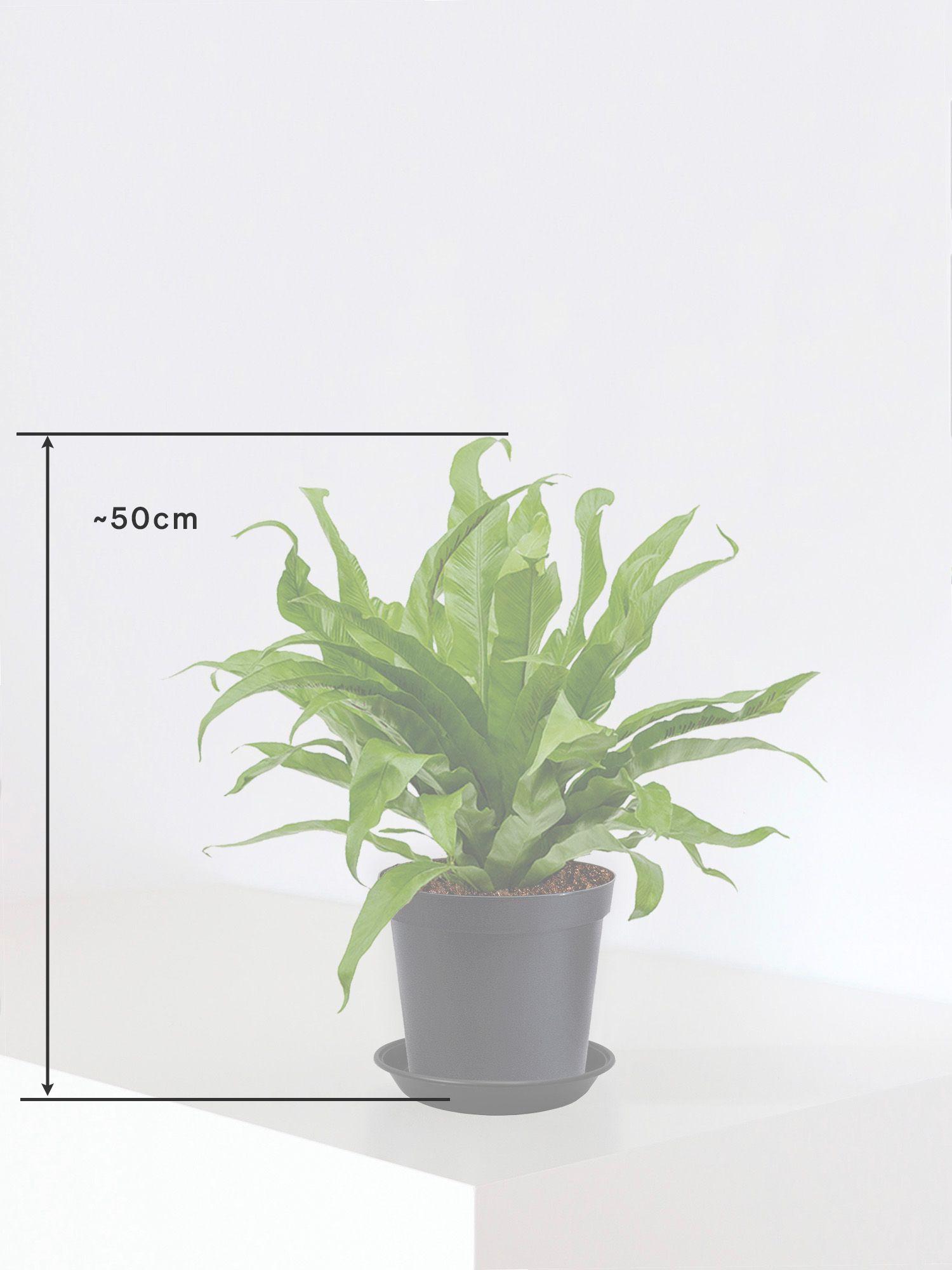 Fougère nid d'oiseau