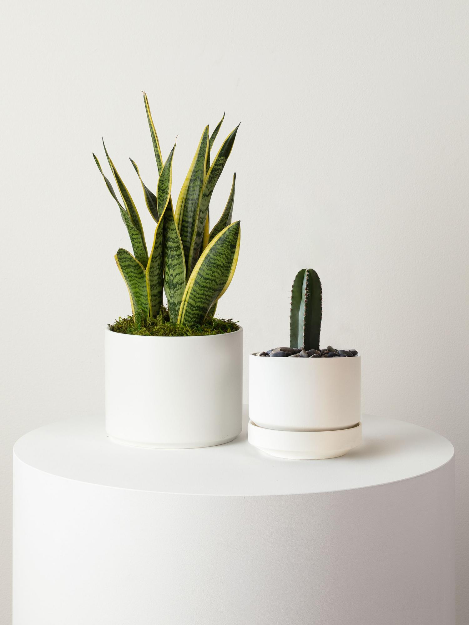 Mexican Fence Post Cactus