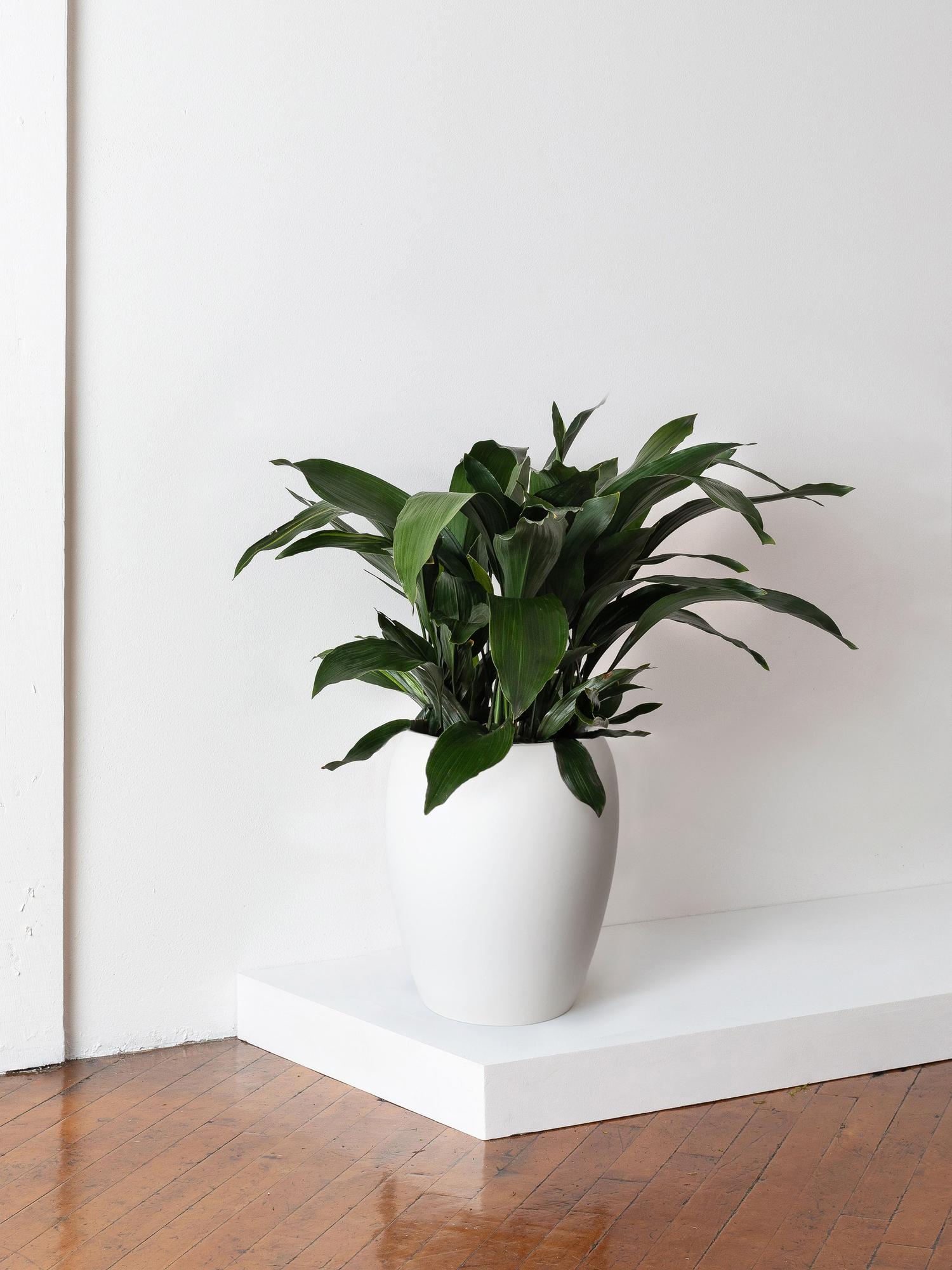 Cast Iron Plant