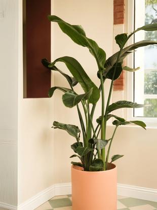 Indoor Plants for those Bright Spots