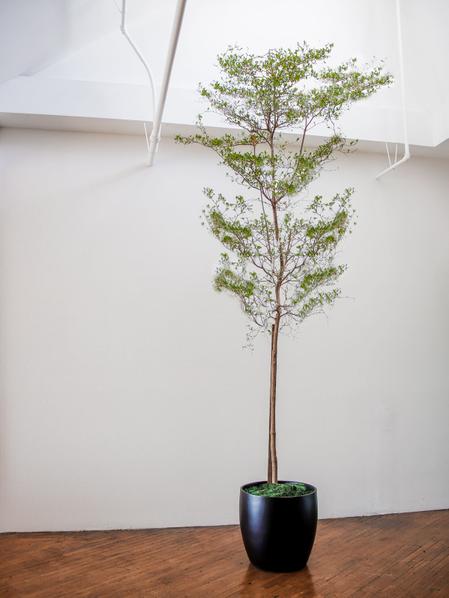 Black Olive Tree