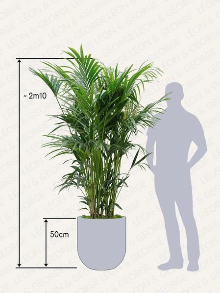 Palmier Kentia