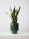 Snake Plant Laurentii