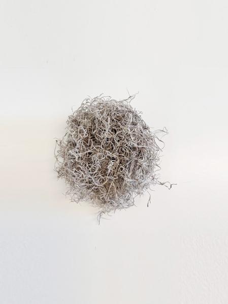 Spanish Moss