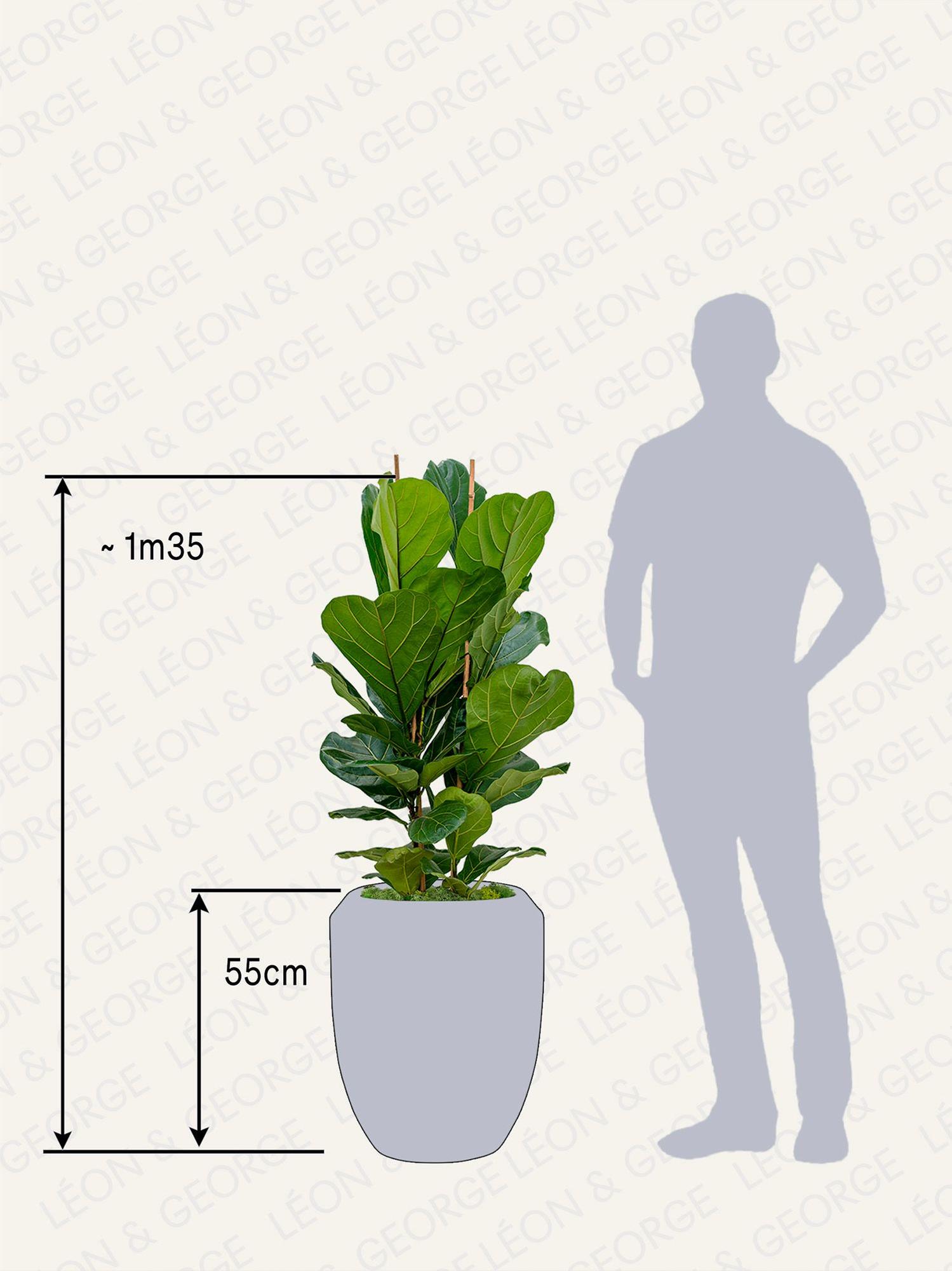 Ficus Lyrata Buisson