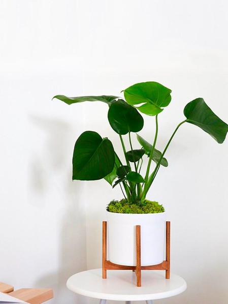 Monstera - Mid-Century