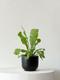 Bird's Nest Fern