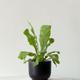 Bird's Nest Fern