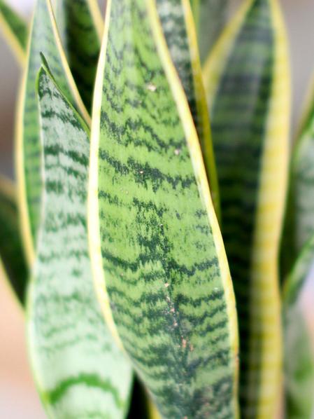 Sansevieria Laurentii