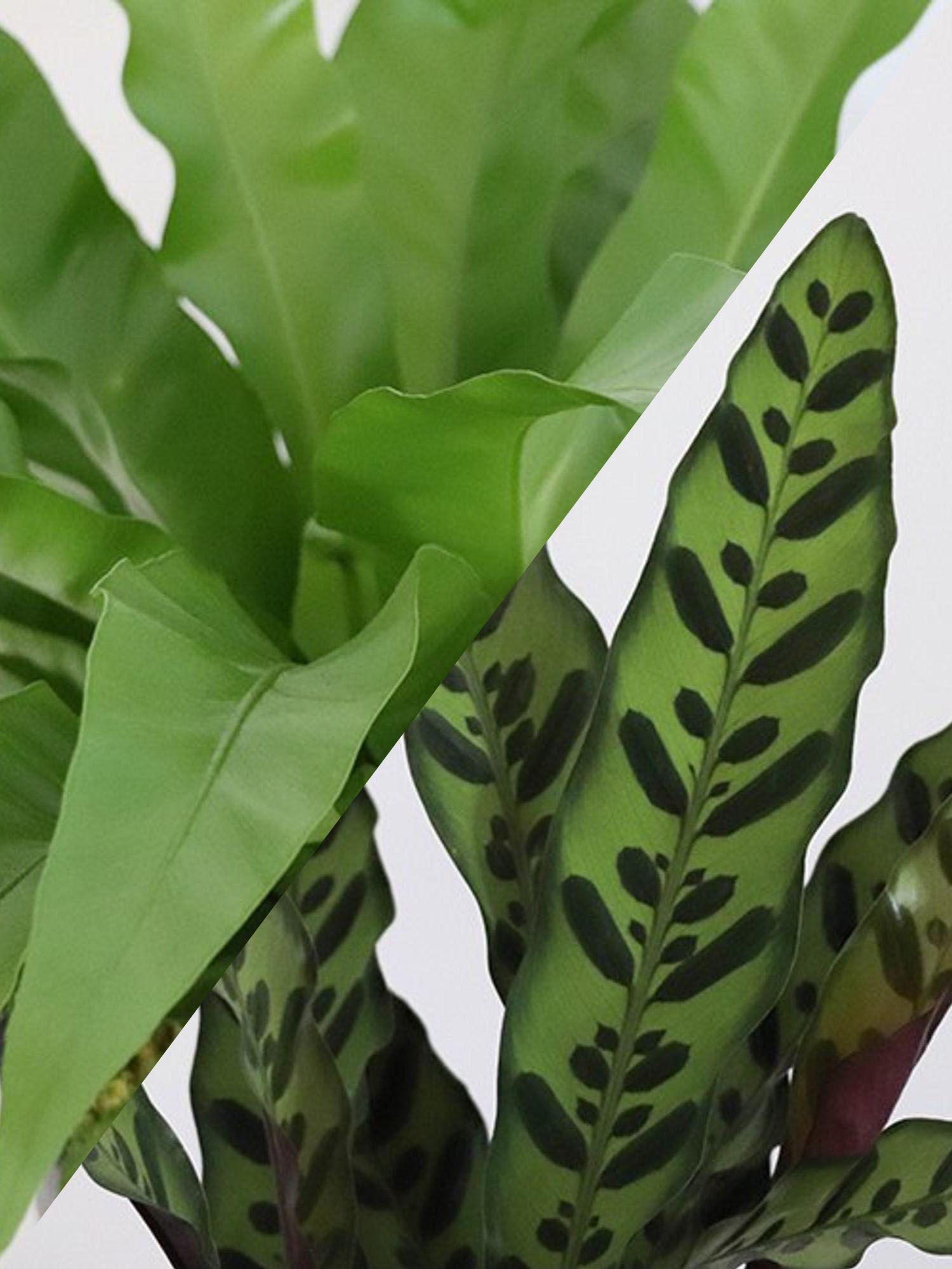 Duo Paon de Rio X Fougère nid d'oiseau Medium - Mid-Century