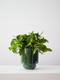 Cascading Pothos