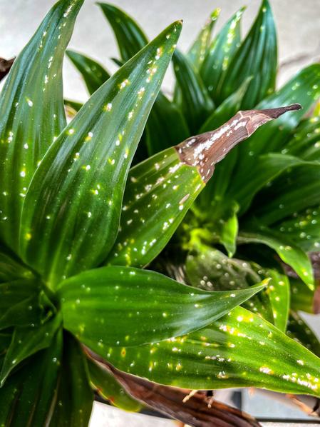 Verdant Vitality Kit