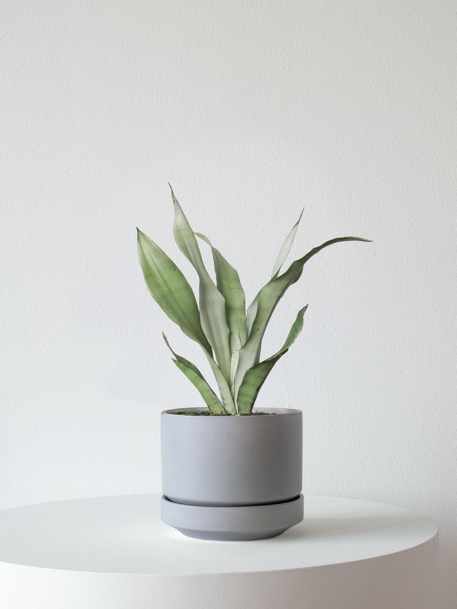 Moonshine Snake Plant