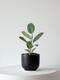 Ficus Audrey