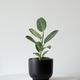 Ficus Audrey