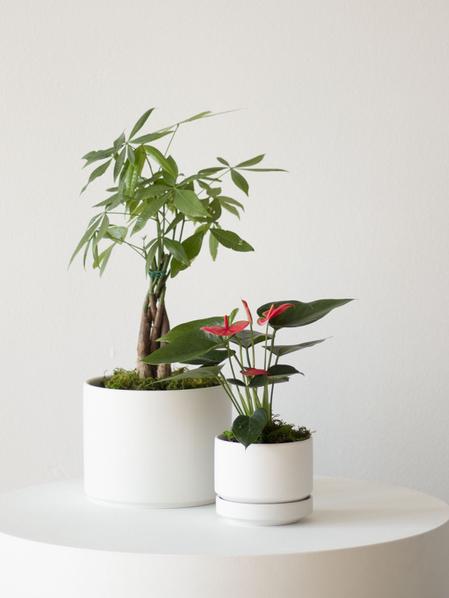 Anthurium - King of Hearts in Scandinavian - Small