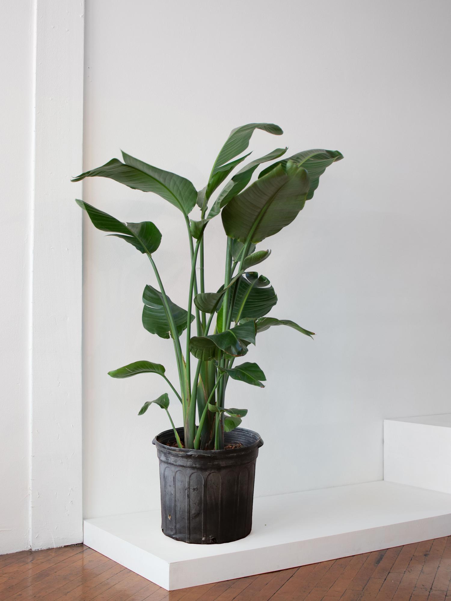 Bird of Paradise - Plant Only