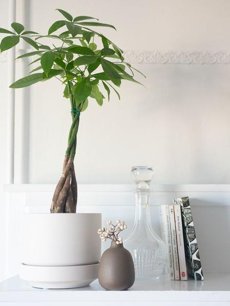 Braided Money Tree - Scandinavian