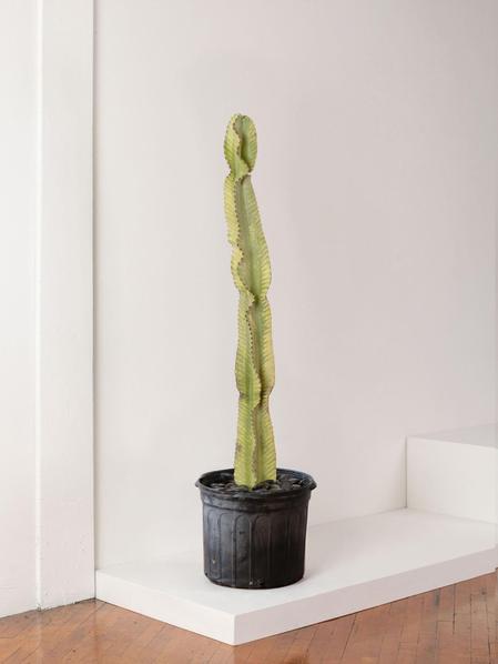 Desert Cactus