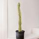 Desert Cactus
