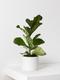 Fiddle Leaf Fig Plant
