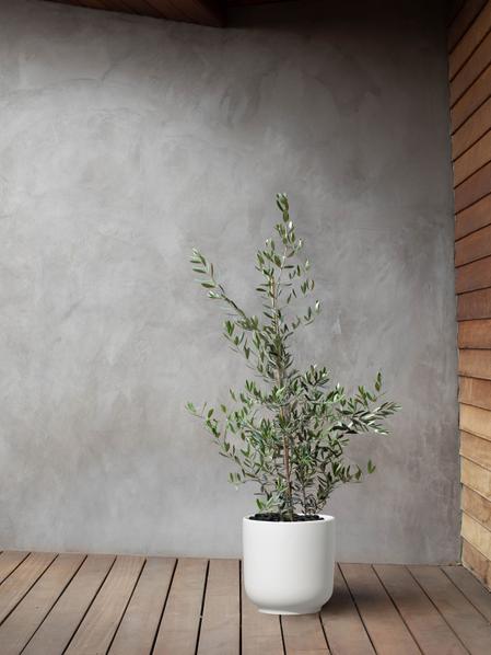 Olive Bush