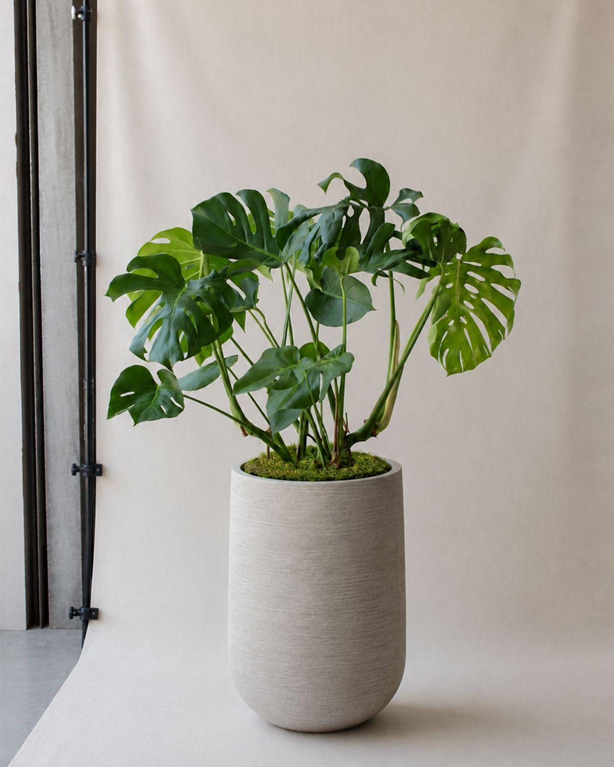 Monstera Deliciosa