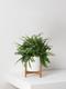 Boston Fern