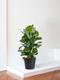 Ficus Elastica Robusta