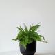 Boston Fern