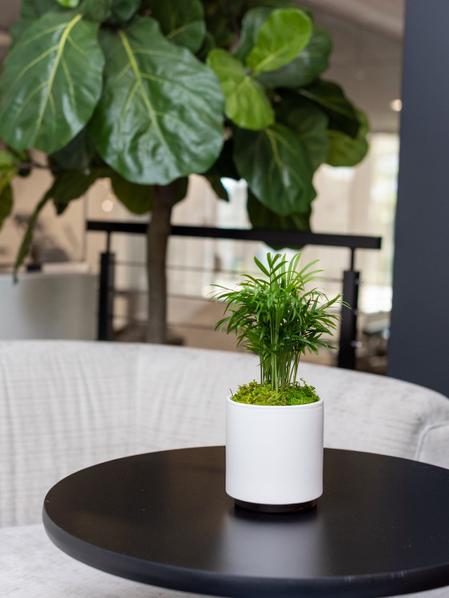 Parlor Palm