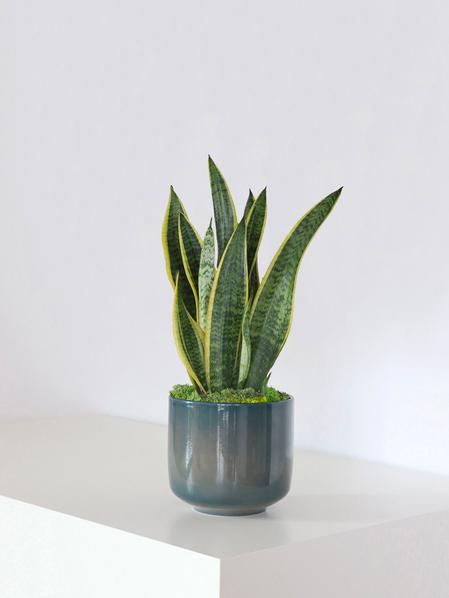 Sansevieria Laurentii