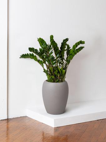 indoor plants picture