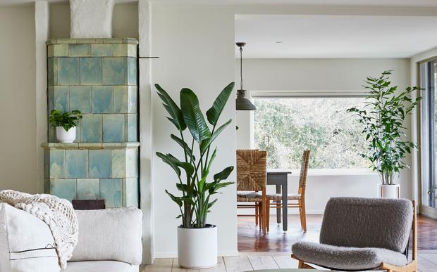 Our full collection of hand-picked premium plants & ceramic planters.