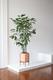 Fishtail Palm