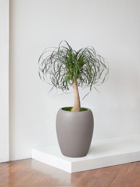 Ponytail Palm