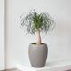 Ponytail Palm