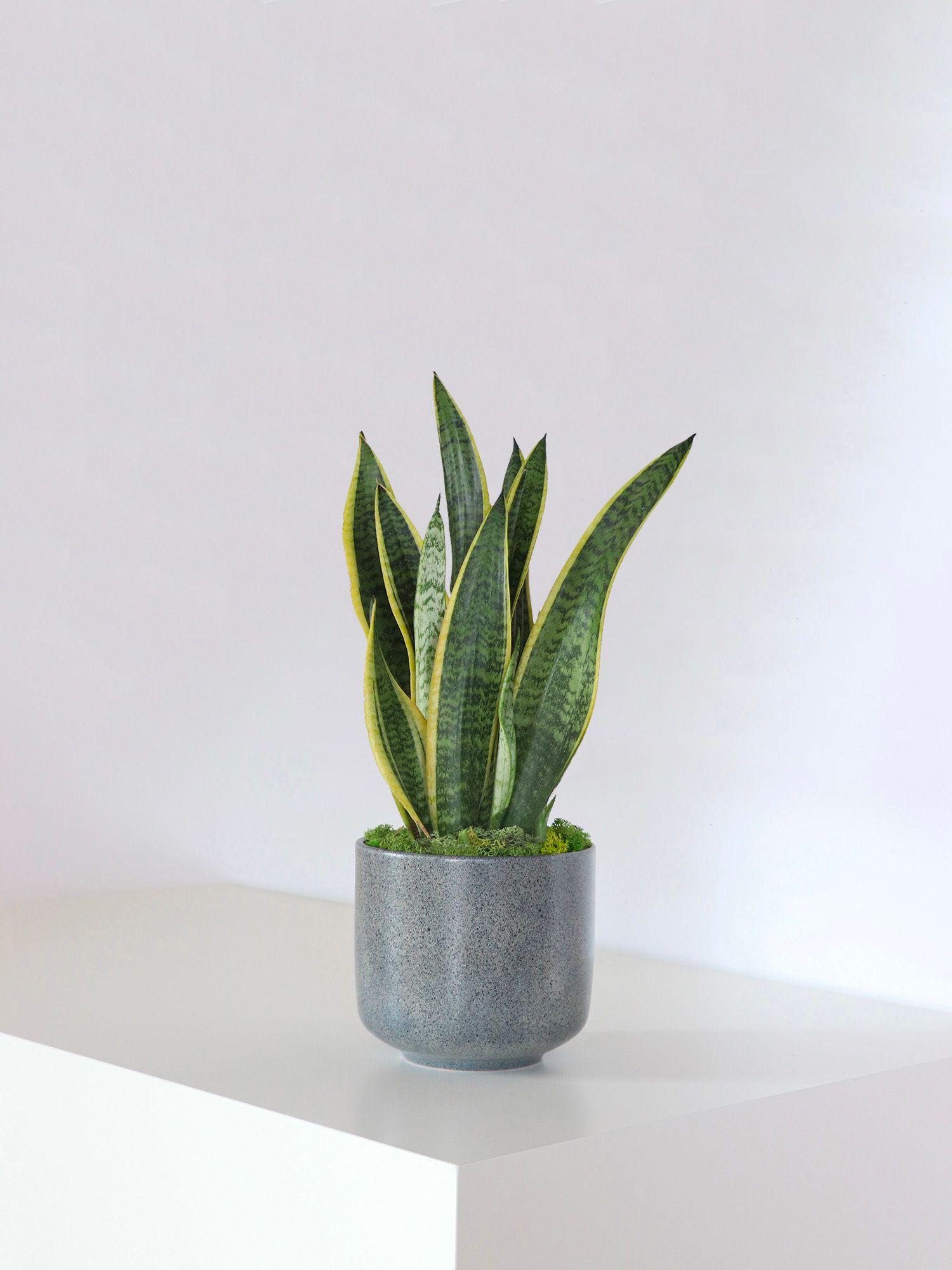 Sansevieria Laurentii
