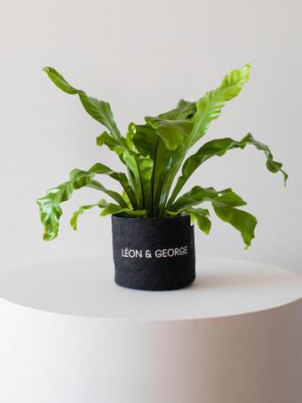 indoor plants picture