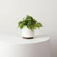 Philodendron Brasil