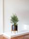 Olive Bush